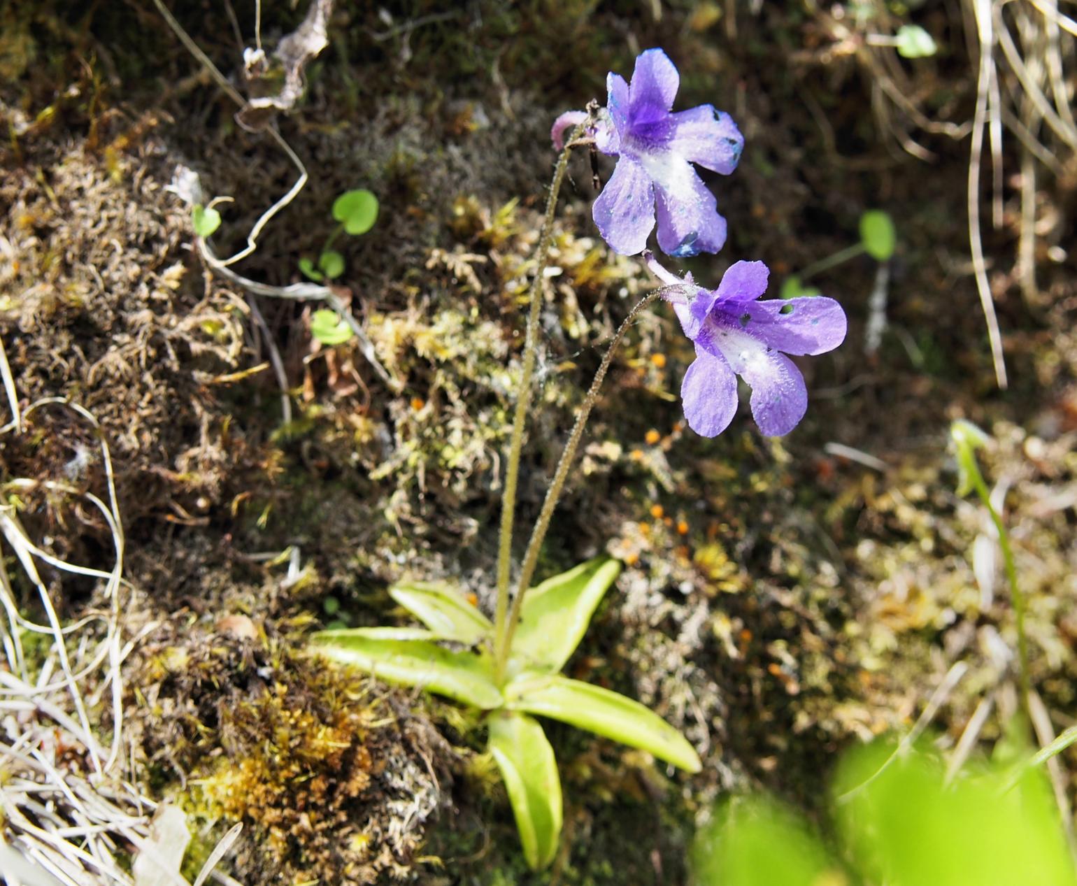 Butterwort [of the causses]